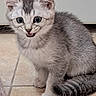 animal, blue_eyes, cat, close_up, cushion, ears, fuzzy_texture, gray_fur, indoor, kitten, meowing, open_mouth, paws, pet, portrait, silver_tabby, sitting, tile_floor, whiskers, white_fur