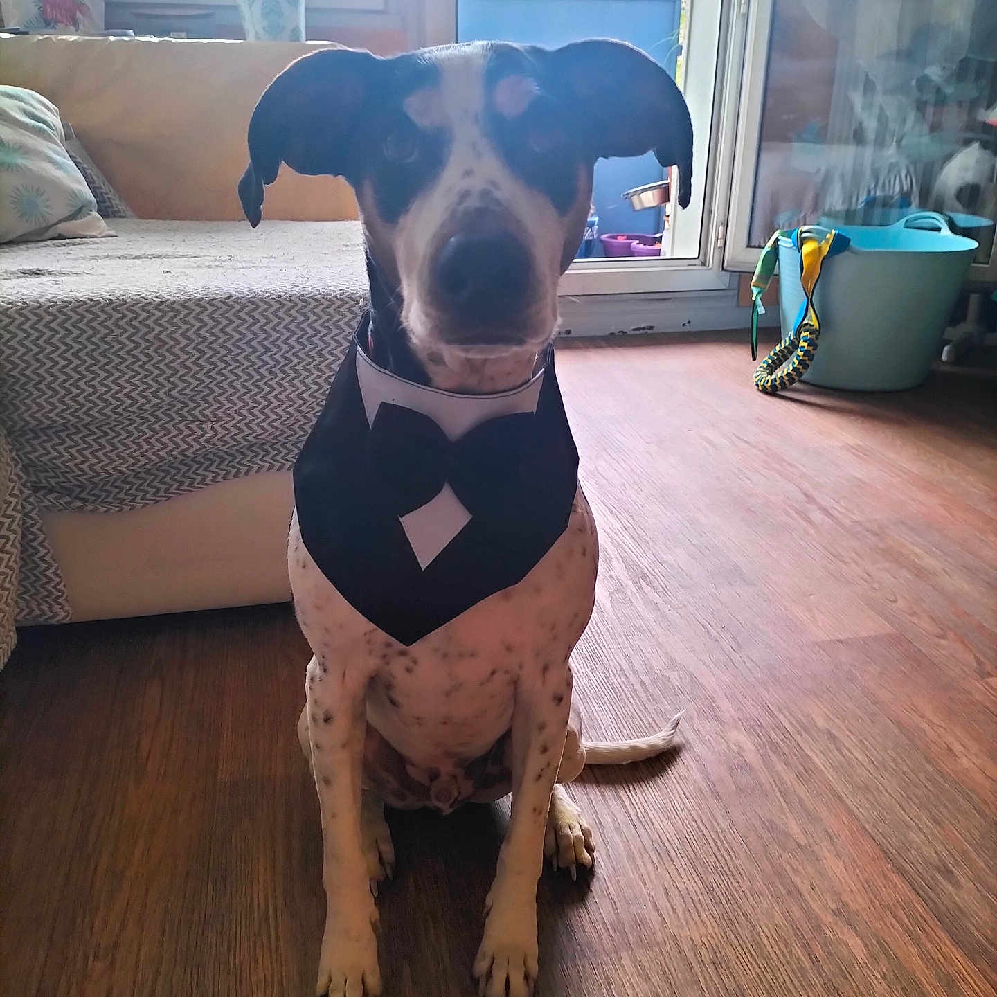 Pep'S a rejoint le concours — aidez-le/la à gagner de superbes lots ! animal, black_and_white, bucket, couch, cushion, daylight, dog, ears, floor, home, indoor, looking_at_camera, pet, plant, rope_toy, sitting, tail, tuxedo_bandana, window, wooden_floor