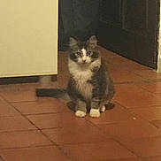 Figaro a rejoint le concours — aidez-le/la à gagner de superbes lots ! cat, indoor, floor, tile_floor, cabinet, door, furniture, pet, animal, fluffy, white_paws, gray_fur, sitting, quiet, room, cozy, domestic, household, cute, still