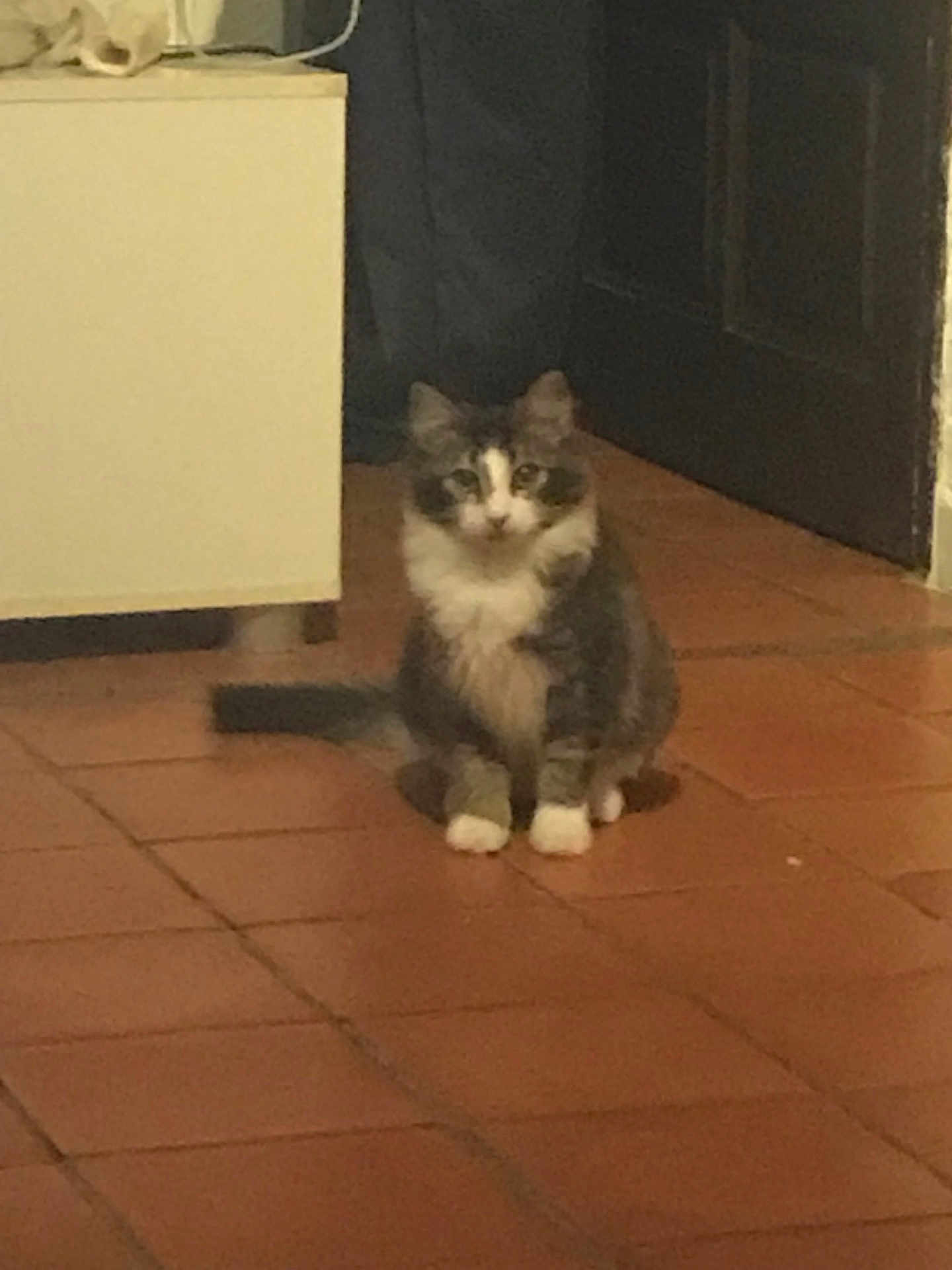 Figaro