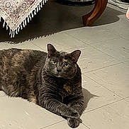 Mimoune participe au concours pour gagner de l'argent avec cette photo : cat, gray_cat, tortoiseshell_cat, pet, animal, indoor, floor, tile_floor, furniture, table, cloth, patterned_cloth, relaxed, lying_down, crossed_paws, looking_at_camera, domestic_cat, cute, whiskers, ears
