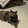 cat, gray_cat, tortoiseshell_cat, pet, animal, indoor, floor, tile_floor, furniture, table, cloth, patterned_cloth, relaxed, lying_down, crossed_paws, looking_at_camera, domestic_cat, cute, whiskers, ears