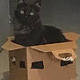cat, black_cat, cardboard_box, indoor, pet, animal, feline, box, eyes, sitting, dark, blurred, curious, container, handle, household, furniture, domestic, cute, alone