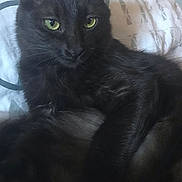 émeraude a rejoint le concours — aidez-le/la à gagner de superbes lots ! black_cat, cat, pet, animal, feline, green_eyes, fur, bed, bedspread, indoor, resting, closeup, whiskers, ears, portrait, cute, domestic_animal, mammal, relaxing, soft_light