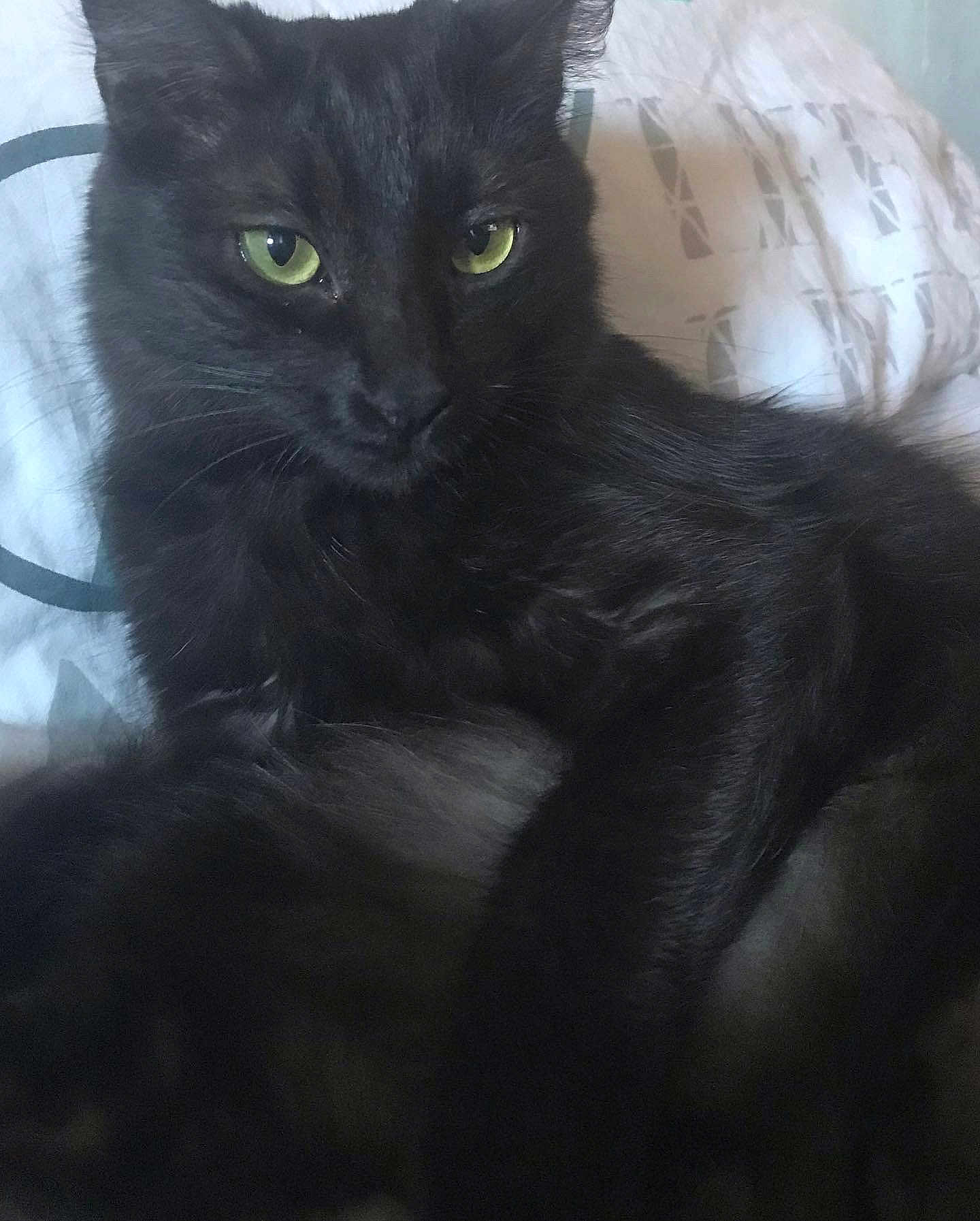 émeraude a rejoint le concours — aidez-le/la à gagner de superbes lots ! black_cat, cat, pet, animal, feline, green_eyes, fur, bed, bedspread, indoor, resting, closeup, whiskers, ears, portrait, cute, domestic_animal, mammal, relaxing, soft_light