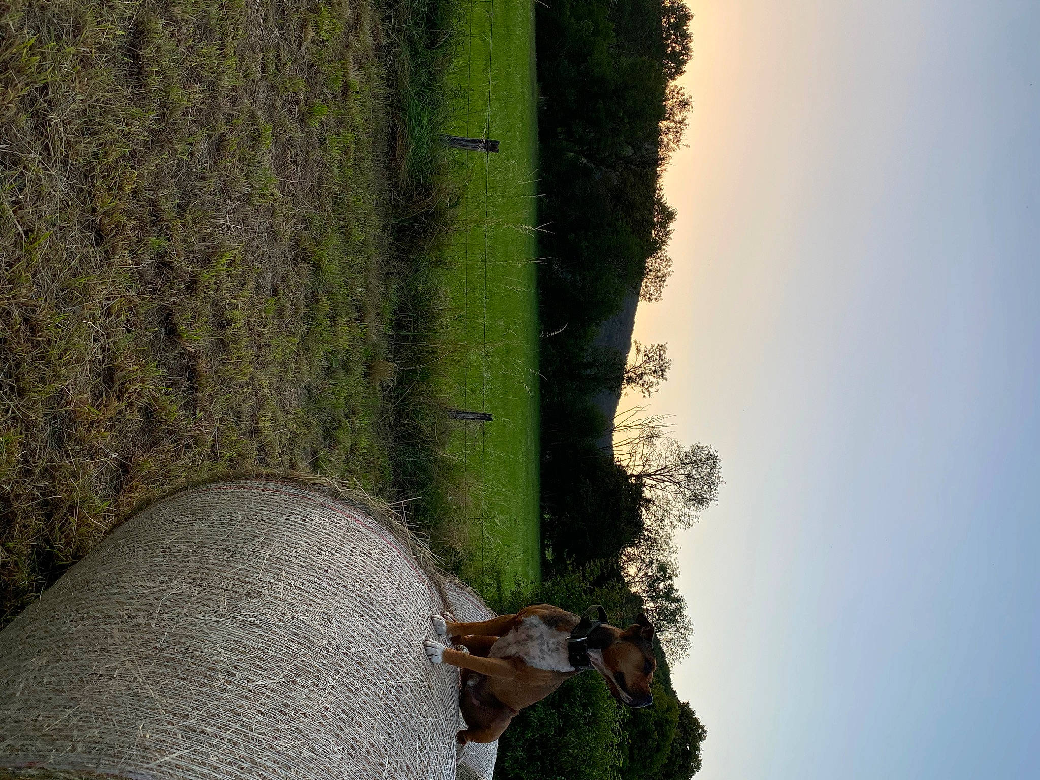 Falcko a rejoint le concours — aidez-le/la à gagner de superbes lots ! biome, circle, forest, grass, landscape, leaf, natural_landscape, plant, rock, shrub, sky, soil, terrestrial_plant, tree, trunk, vegetation, wall, water, wood, woody_plant
