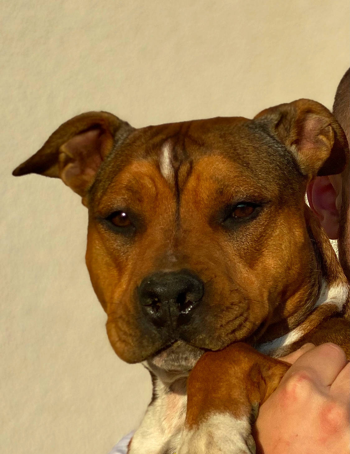 Falcko a rejoint le concours — aidez-le/la à gagner de superbes lots ! ancient_dog_breeds, canidae, carnivore, collar, companion_dog, dog, dog_breed, fawn, non_sporting_group, snout, sporting_group, whiskers, working_animal, working_dog