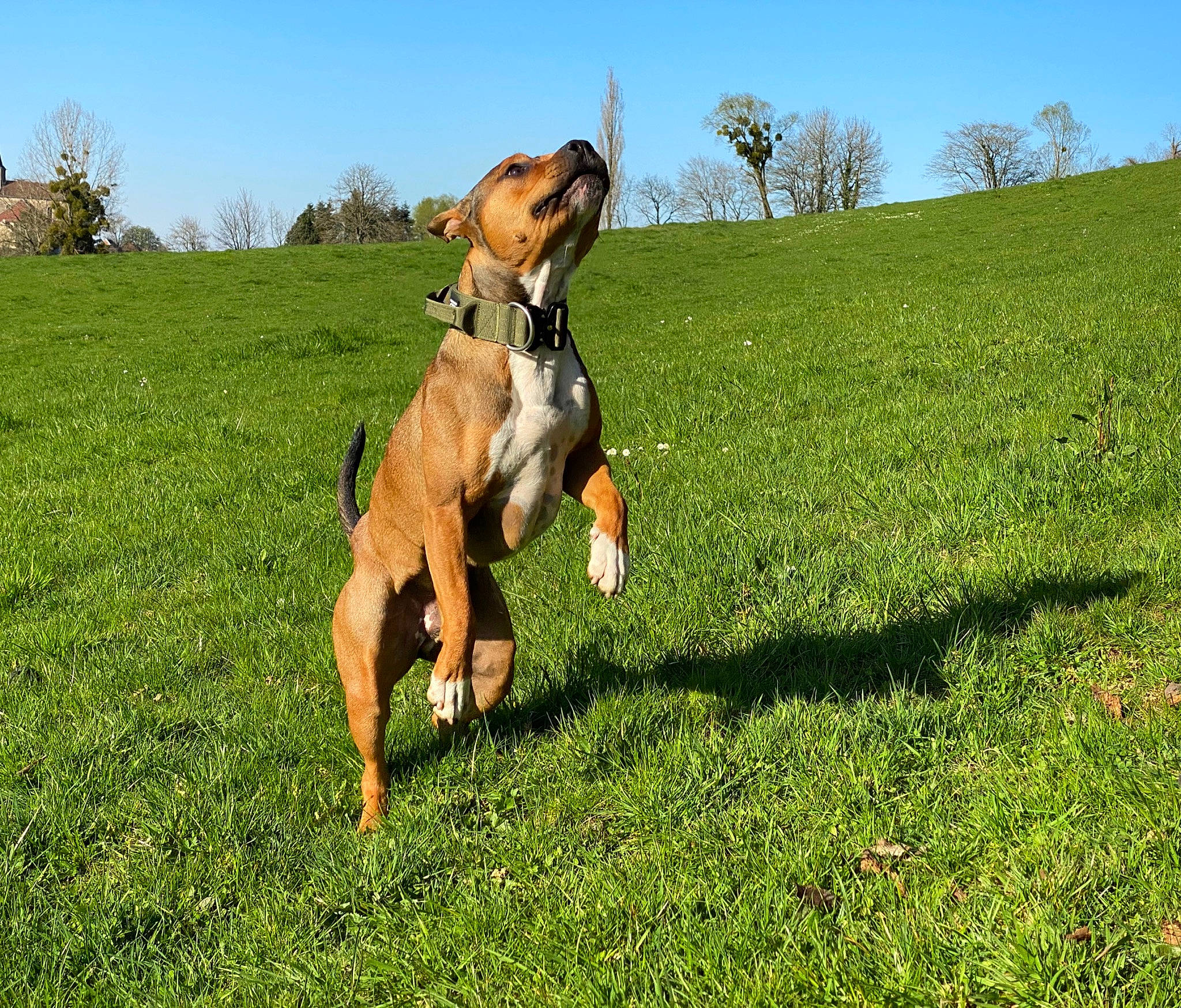 Falcko participe au concours pour gagner de l'argent avec cette photo : carnivore, companion_dog, dog, dog_breed, fawn, field, grass, grassland, hound, lawn, mammal, meadow, pasture, people_in_nature, plant, prairie, sky, tail, tree, vertebrate