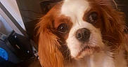 Isis participe au concours pour gagner de l'argent avec cette photo : dog, cat, cavalier_king_charles_spaniel, black_cat, living_room, carpet, computer, fan, chair, pet, indoor, fur, cute, animal, eyes, wooden_floor, technology, household, domestic, curious