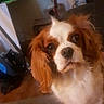 dog, cat, cavalier_king_charles_spaniel, black_cat, living_room, carpet, computer, fan, chair, pet, indoor, fur, cute, animal, eyes, wooden_floor, technology, household, domestic, curious