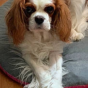 Isis participe au concours pour gagner de l'argent avec cette photo : dog, cavalier_king_charles_spaniel, pet, animal, bed, gray_bed, fur, white_fur, brown_fur, long_ears, cute, indoor, floor, wooden_floor, resting, looking_at_camera, nose, paw, sitting, cozy