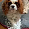 dog, cavalier_king_charles_spaniel, pet, animal, bed, gray_bed, fur, white_fur, brown_fur, long_ears, cute, indoor, floor, wooden_floor, resting, looking_at_camera, nose, paw, sitting, cozy