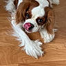 Isis participe au concours pour gagner de l'argent avec cette photo : dog, cavalier_king_charles_spaniel, pet, canine, tongue_out, licking_nose, brown_and_white, fur, ears, floor, wooden_floor, indoor, cute, animal, laying_down, portrait, close_up, playful, companion, domestic_animal