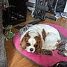 Isis participe au concours pour gagner de l'argent avec cette photo : dog, cavalier_king_charles_spaniel, pet_bed, pink_bed, rope_toy, wooden_floor, exercise_equipment, weights, sneakers, indoor, resting, brown_and_white, curled_up, fur, canine, household, flooring, domestic_animal, relaxing, toy