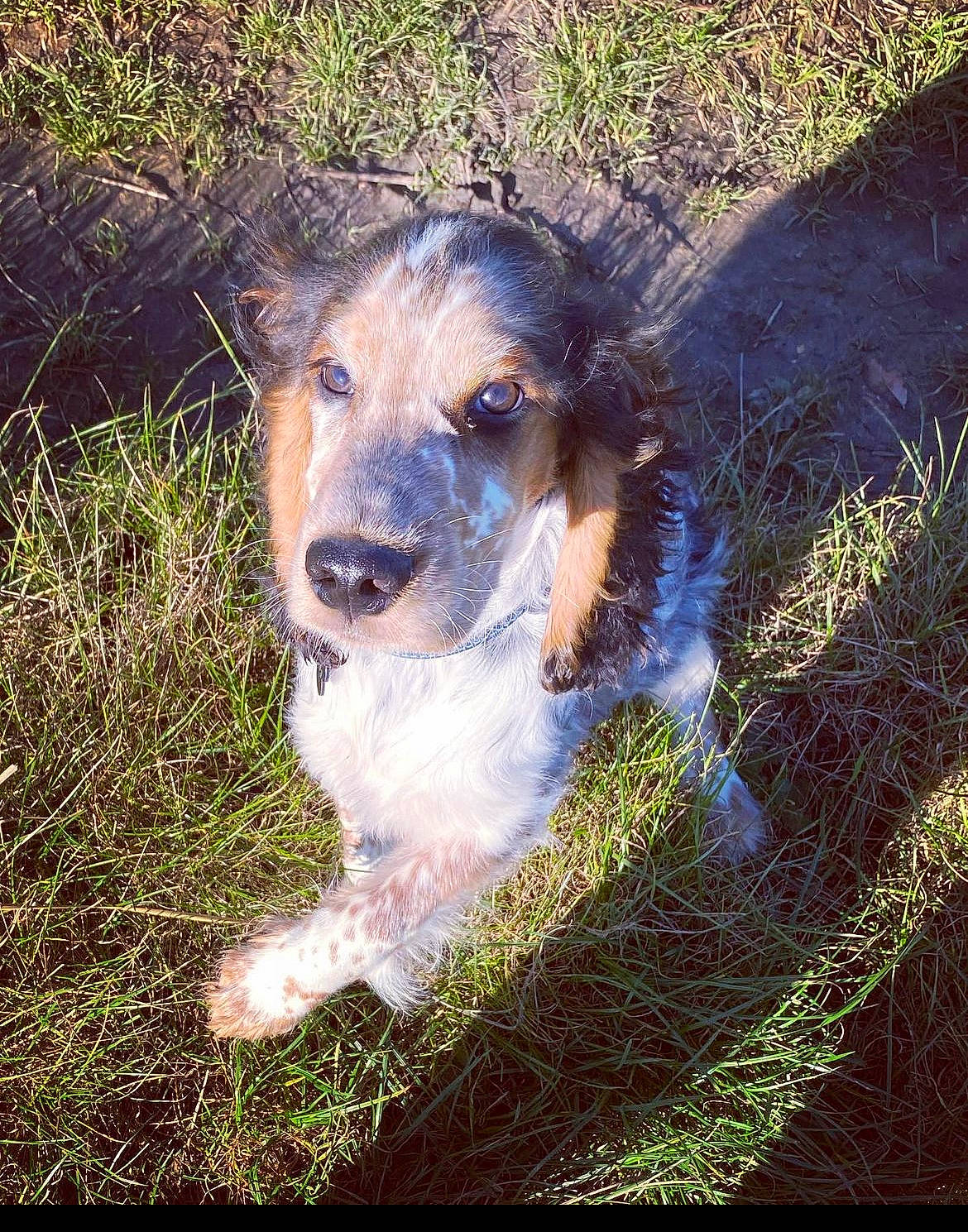 Sully participe au concours pour gagner de l'argent avec cette photo : canidae, carnivore, circle, companion_dog, dog, dog_breed, fawn, grass, grassland, plant, snout, soil, sporting_group, terrestrial_animal, whiskers, working_animal, working_dog, working_terrier