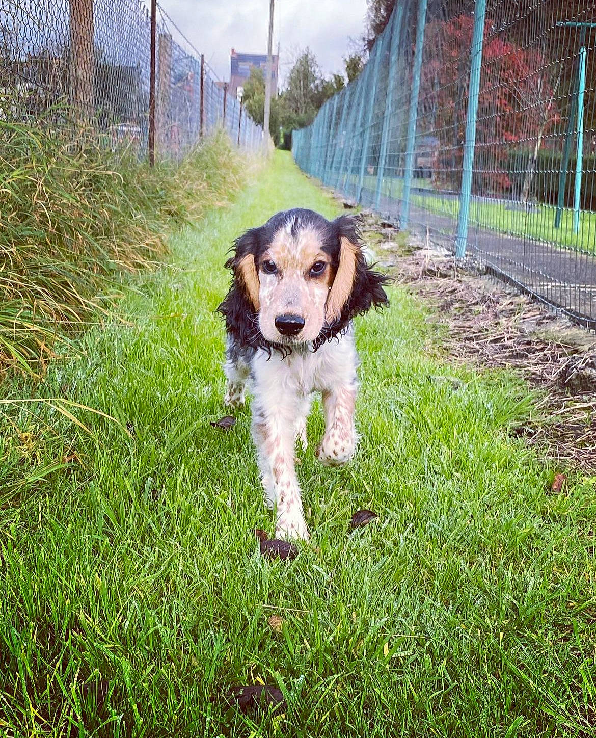 Sully a rejoint le concours — aidez-le/la à gagner de superbes lots ! canidae, carnivore, cloud, companion_dog, dog, dog_breed, fawn, fence, grass, gun_dog, home_fencing, mesh, pasture, plant, sky, snout, sporting_group, tree, working_animal, working_dog