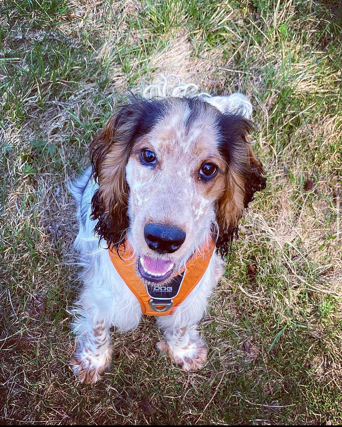 Sully participe au concours pour gagner de l'argent avec cette photo : carnivore, companion_dog, dog, dog_breed, grass, gun_dog, hunting_dog, liver, plant, sporting_group, whiskers, working_animal, working_dog