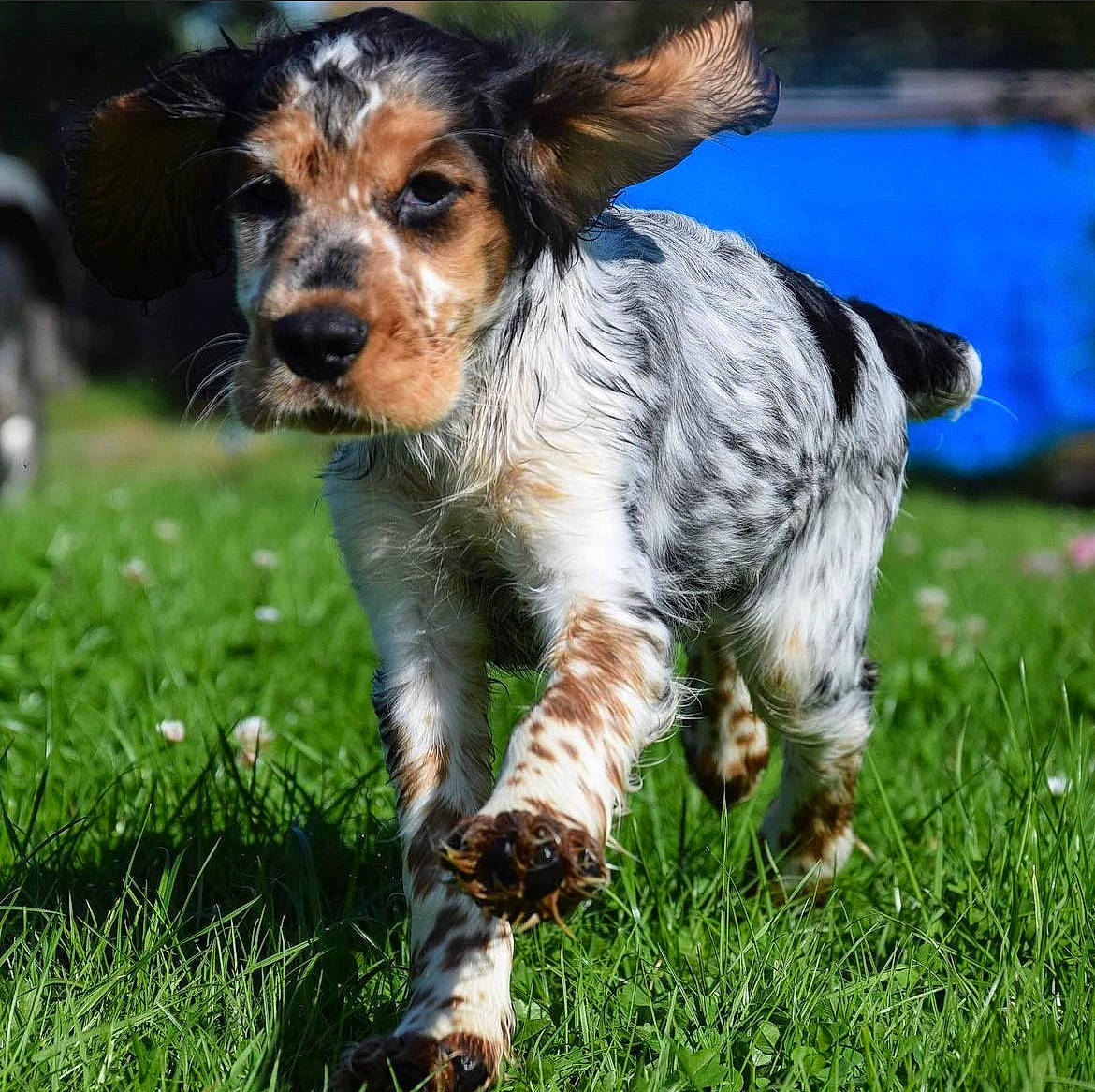Sully a rejoint le concours — aidez-le/la à gagner de superbes lots ! canidae, carnivore, companion_dog, dog, dog_breed, fawn, fur, grass, hunting_dog, plant, puppy, snout, sporting_group, terrestrial_animal, terrier, toy_dog, water, whiskers, working_animal, working_dog