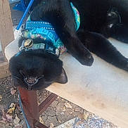 Spazz joined the competition — help win amazing prizes! animal, black_cat, cat, chair, collar, cute, daylight, floor_mat, furniture, harness, leaves, nature, outdoor, patterned, pet, relaxed, resting, sleeping, upside_down, wood