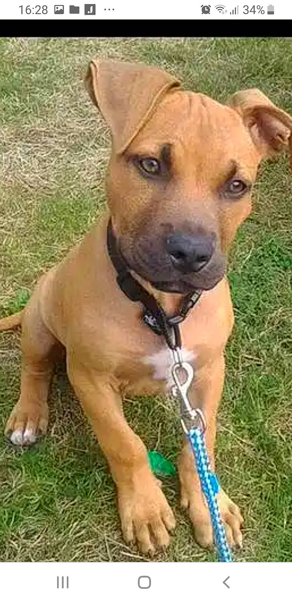 Kenzo participe au concours pour gagner de l'argent avec cette photo : canidae, carnivore, collar, companion_dog, dog, dog_breed, dog_collar, dog_supply, fawn, grass, hunting_dog, liver, non_sporting_group, pet_supply, sporting_group, whiskers, working_animal, working_dog