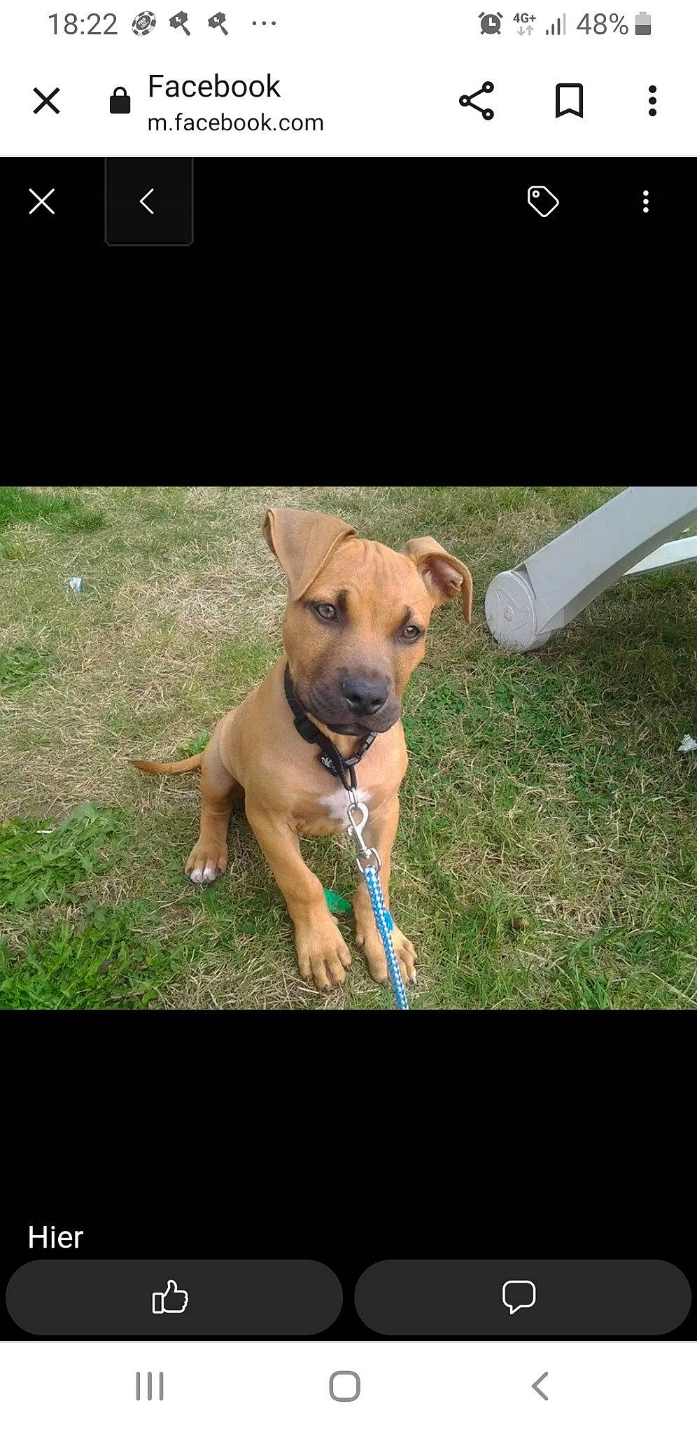 Kenzo a rejoint le concours — aidez-le/la à gagner de superbes lots ! ancient_dog_breeds, carnivore, collar, companion_dog, dog, dog_breed, dog_collar, dog_supply, fawn, grass, guard_dog, gun_dog, hunting_dog, paw, photo_caption, snout, sporting_group, tail, working_animal, working_dog