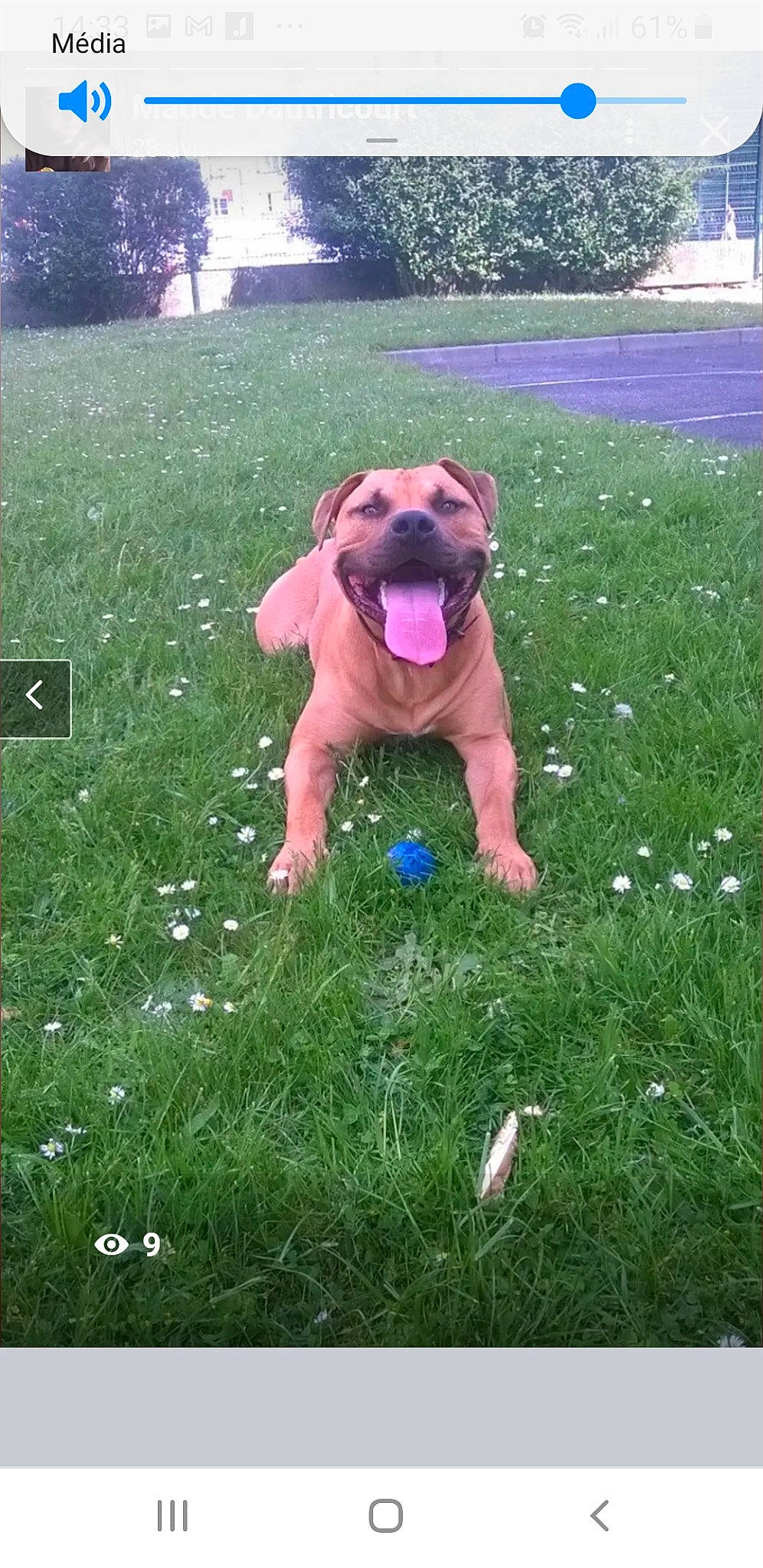 Kenzo participe au concours pour gagner de l'argent avec cette photo : ball, canidae, carnivore, companion_dog, dog, dog_breed, fawn, garden, grass, grass_family, grassland, groundcover, lawn, meadow, plant, shrub, sporting_group, tail, toy, tree