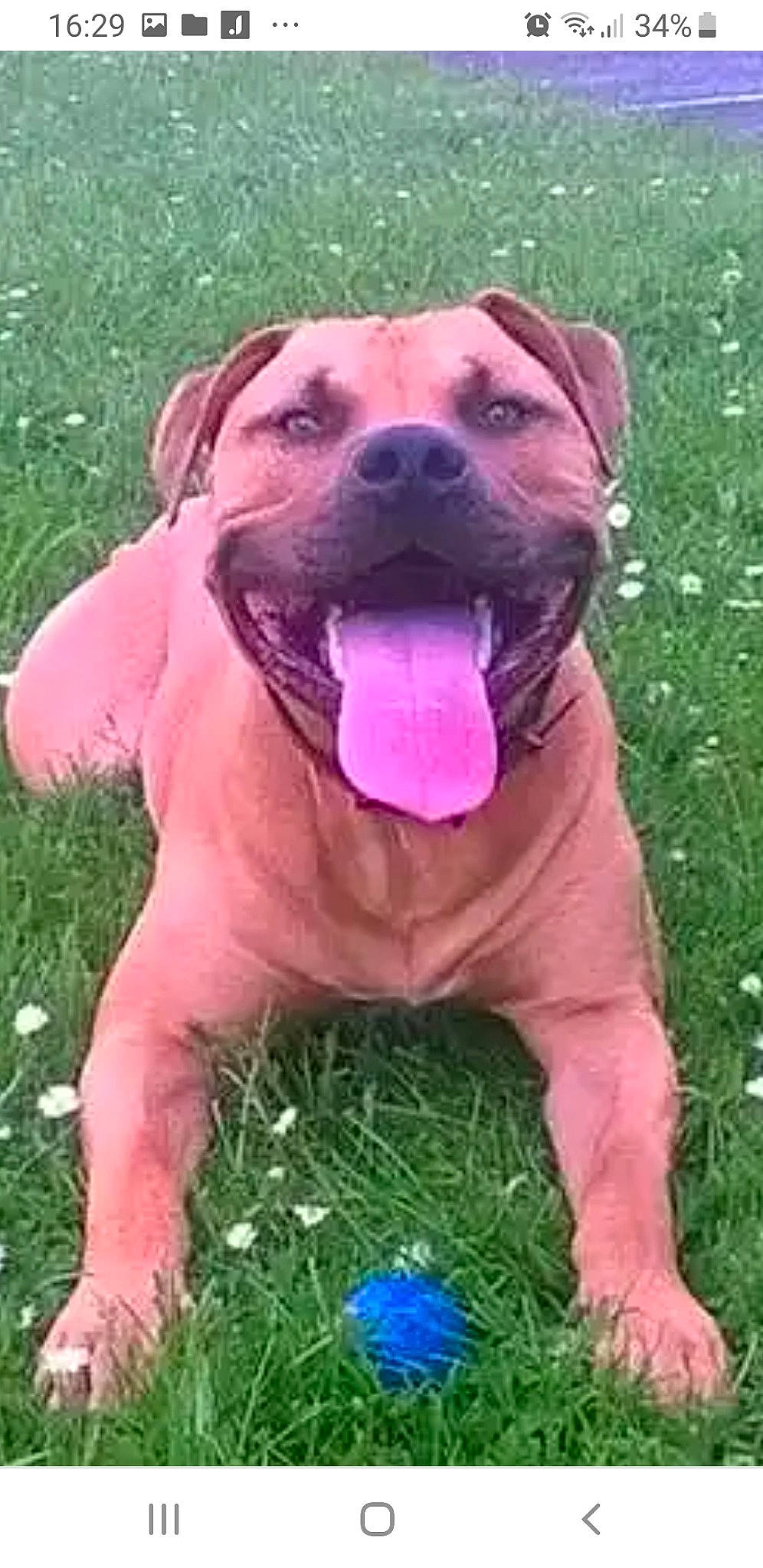 Kenzo participe au concours pour gagner de l'argent avec cette photo : canidae, carnivore, collar, companion_dog, dog, dog_breed, dog_collar, fawn, grass, guard_dog, liver, molosser, plant, snout, sporting_group, tail, terrestrial_animal, whiskers, working_animal, working_dog