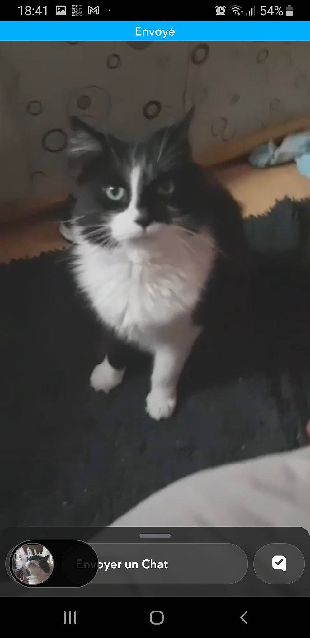 Fripoille participe au concours pour gagner de l'argent avec cette photo : box, carnivore, cat, darkness, display_device, domestic_short_haired_cat, felidae, flooring, fur, monochrome, monochrome_photography, paw, photo_caption, rectangle, sitting, small_to_medium_sized_cats, snout, tail, whiskers