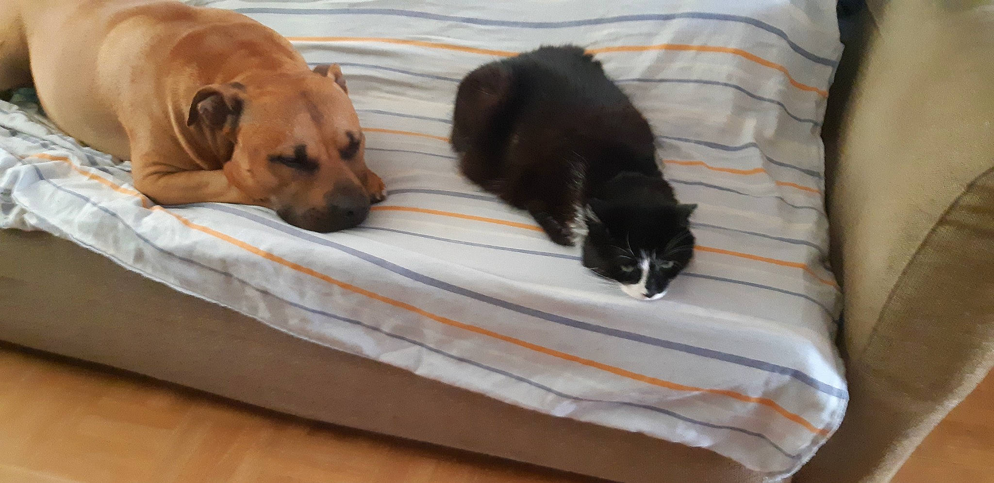 Fripoille participe au concours pour gagner de l'argent avec cette photo : carnivore, cat, cat_supply, collar, comfort, companion_dog, dog, dog_breed, dog_supply, felidae, linens, liver, mammal, pet_supply, small_to_medium_sized_cats, tail, vertebrate, whiskers, wood, working_animal