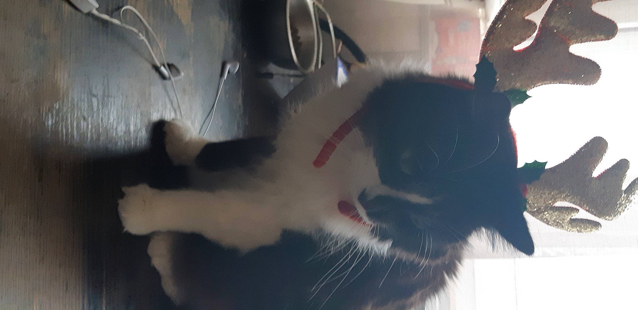 Fripoille a rejoint le concours — aidez-le/la à gagner de superbes lots ! art, automotive_exterior, carmine, carnivore, cat, felidae, fur, mammal, shadow, small_to_medium_sized_cats, snout, tail, tints_and_shades, vehicle_door, whiskers, window, windshield