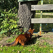Unic a rejoint le concours — aidez-le/la à gagner de superbes lots ! animal, brown_cat, bush, cat, curious, daylight, fence, grass, greenery, leaves, nature, outdoor, park, pet, pond, reflection, sunlight, tail, tree, wooden_fence