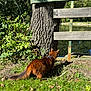 animal, brown_cat, bush, cat, curious, daylight, fence, grass, greenery, leaves, nature, outdoor, park, pet, pond, reflection, sunlight, tail, tree, wooden_fence