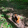 Unic participe au concours pour gagner de l'argent avec cette photo : adventure, animal, bush, cat, daylight, forest, greenery, harness, leash, leaves, nature, orange_cat, outdoor, path, pet, plants, shadow, sunlight, trail, walking