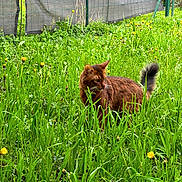Unic a rejoint le concours — aidez-le/la à gagner de superbes lots ! cat, brown_cat, grass, dandelion, flower, outdoor, nature, animal, pet, greenery, field, fence, plant, wildlife, tail, fur, alert, daylight, garden, mammal