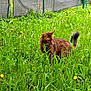 cat, brown_cat, grass, dandelion, flower, outdoor, nature, animal, pet, greenery, field, fence, plant, wildlife, tail, fur, alert, daylight, garden, mammal