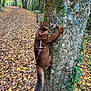 cat, tree, forest, autumn, leaves, path, nature, animal, outdoor, moss, brown, harness, leash, climbing, wildlife, foliage, trunk, daylight, walking, seasonal