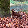 Unic participe au concours pour gagner de l'argent avec cette photo : dog, brown_dog, autumn_leaves, tree_trunk, moss, stream, forest, nature, outdoor, fall, leaves, canine, water, woodland, animal, scenery, seasonal, leaf_litter, looking_up, daylight