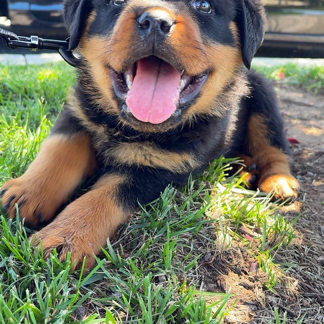 Tank is registered to the contest to win money with this photo: puppy, rottweiler, dog, grass, outdoor, sunlight, tongue_out, happy, pet, animal, canine, black, brown, fur, young, smiling, nature, car, reflection, playful