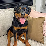 Tank is registered to the contest to win money with this photo: rottweiler, puppy, dog, pet, tongue_out, sitting, couch, indoor, happy, smiling, black_and_tan, fur, animal, canine, window_blind, pillows, home, cute, friendly, portrait