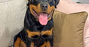 Tank is registered to the contest to win money with this photo: rottweiler, dog, puppy, tongue_out, sitting, couch, beige, pillow, indoor, window, blinds, pet, cute, happy, smiling, fur, animal, canine, companion, domestic