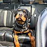 Tank is registered to the contest to win money with this photo: rottweiler, puppy, dog, car_interior, leather_seat, pet, animal, black_and_brown, young_dog, canine, seatbelt, window, headrest, curious, sitting, indoors, portrait, closeup, domestic_animal, vehicle