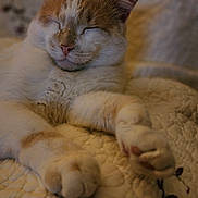 Cj is registered to the contest to win money with this photo: animal, cat, close_up, comfort, cozy, feline, floral_pattern, fur, home, indoor, nap, orange_and_white, paws, pet, quilted_blanket, relaxed, resting, sleeping, soft, whiskers