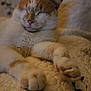 animal, cat, close_up, comfort, cozy, feline, floral_pattern, fur, home, indoor, nap, orange_and_white, paws, pet, quilted_blanket, relaxed, resting, sleeping, soft, whiskers