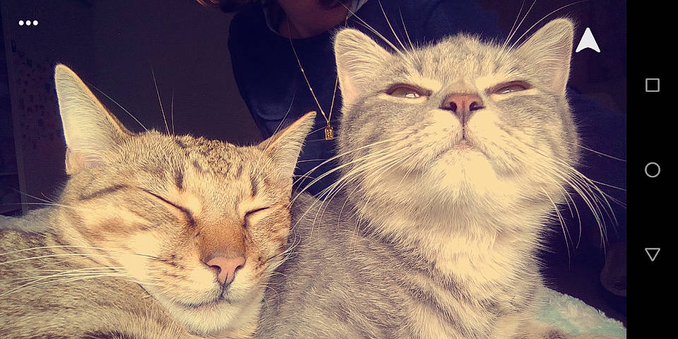 Leila a rejoint le concours — aidez-le/la à gagner de superbes lots ! aegean_cat, asian, carnivore, cat, domestic_short_haired_cat, ear, european_shorthair, eye, felidae, fur, kitten, love, nose, sky, small_to_medium_sized_cats, snout, tabby_cat, whiskers