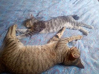 Leila participe au concours pour gagner de l'argent avec cette photo : arabian_mau, australian_mist, british_shorthair, california_spangled, carnivore, cat, dragon_li, egyptian_mau, european_shorthair, felidae, german_rex, kitten, mammal, ocicat, pixie_bob, savannah, small_to_medium_sized_cats, tabby_cat, tail, vertebrate