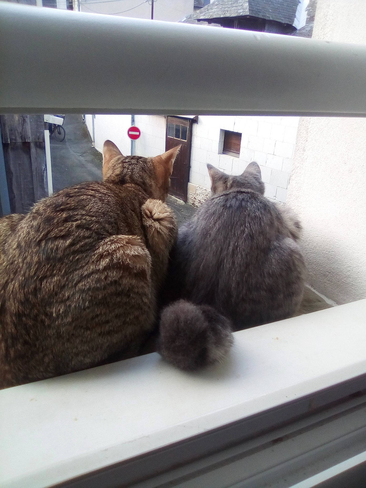 Leila a rejoint le concours — aidez-le/la à gagner de superbes lots ! carnivore, cat, domestic_short_haired_cat, fawn, felidae, fur, kitten, nebelung, russian_blue, small_to_medium_sized_cats, tabby_cat, whiskers