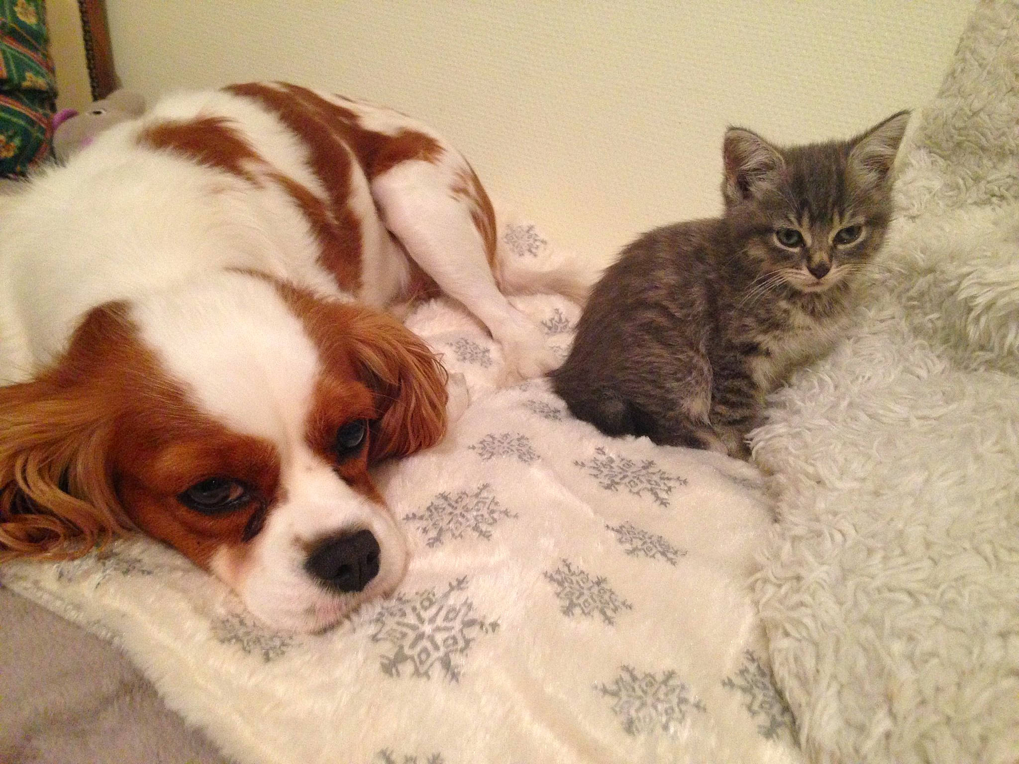 Leila a rejoint le concours — aidez-le/la à gagner de superbes lots ! canidae, carnivore, cat, cavalier_king_charles_spaniel, companion_dog, dog, dog_breed, fawn, felidae, king_charles_spaniel, kooikerhondje, mammal, phalene, puppy, puppy_love, spaniel, sporting_group, toy_dog, vertebrate, whiskers