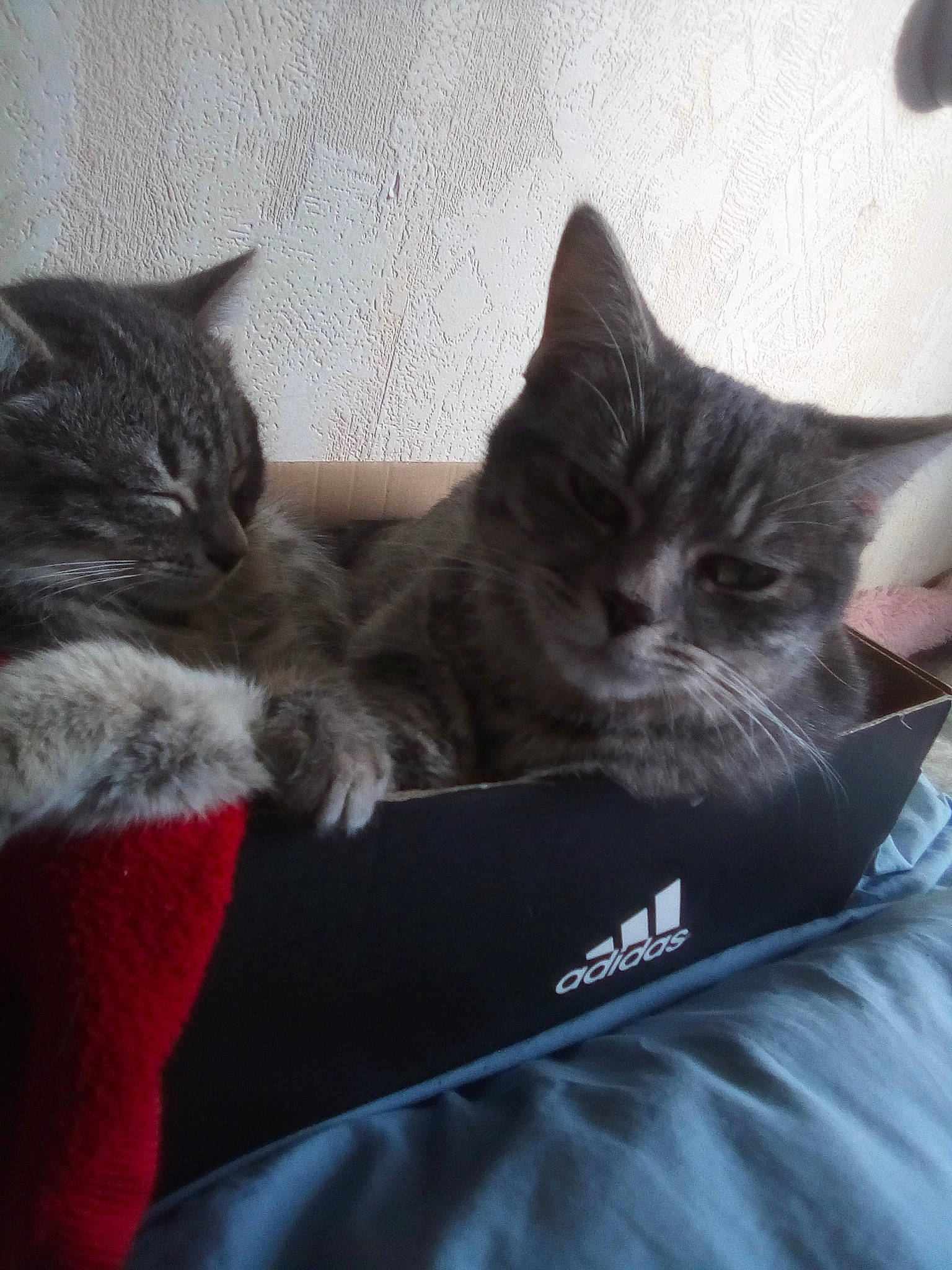 Arwen participe au concours pour gagner de l'argent avec cette photo : american_shorthair, asian, carnivore, cat, comfort, domestic_short_haired_cat, european_shorthair, felidae, fur, kitten, norwegian_forest_cat, polydactyl_cat, small_to_medium_sized_cats, tabby_cat, whiskers