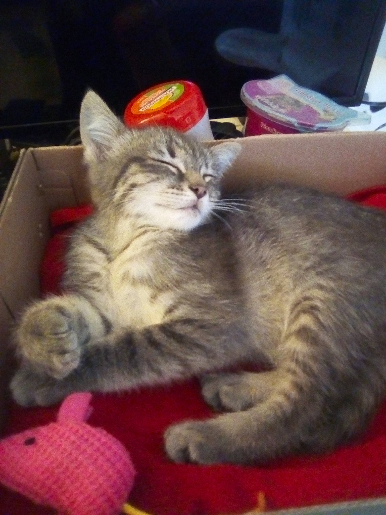 Arwen participe au concours pour gagner de l'argent avec cette photo : american_shorthair, asian, australian_mist, british_shorthair, california_spangled, carnivore, cat, domestic_short_haired_cat, dragon_li, egyptian_mau, european_shorthair, felidae, kitten, mammal, nap, pixie_bob, small_to_medium_sized_cats, tabby_cat, vertebrate, whiskers