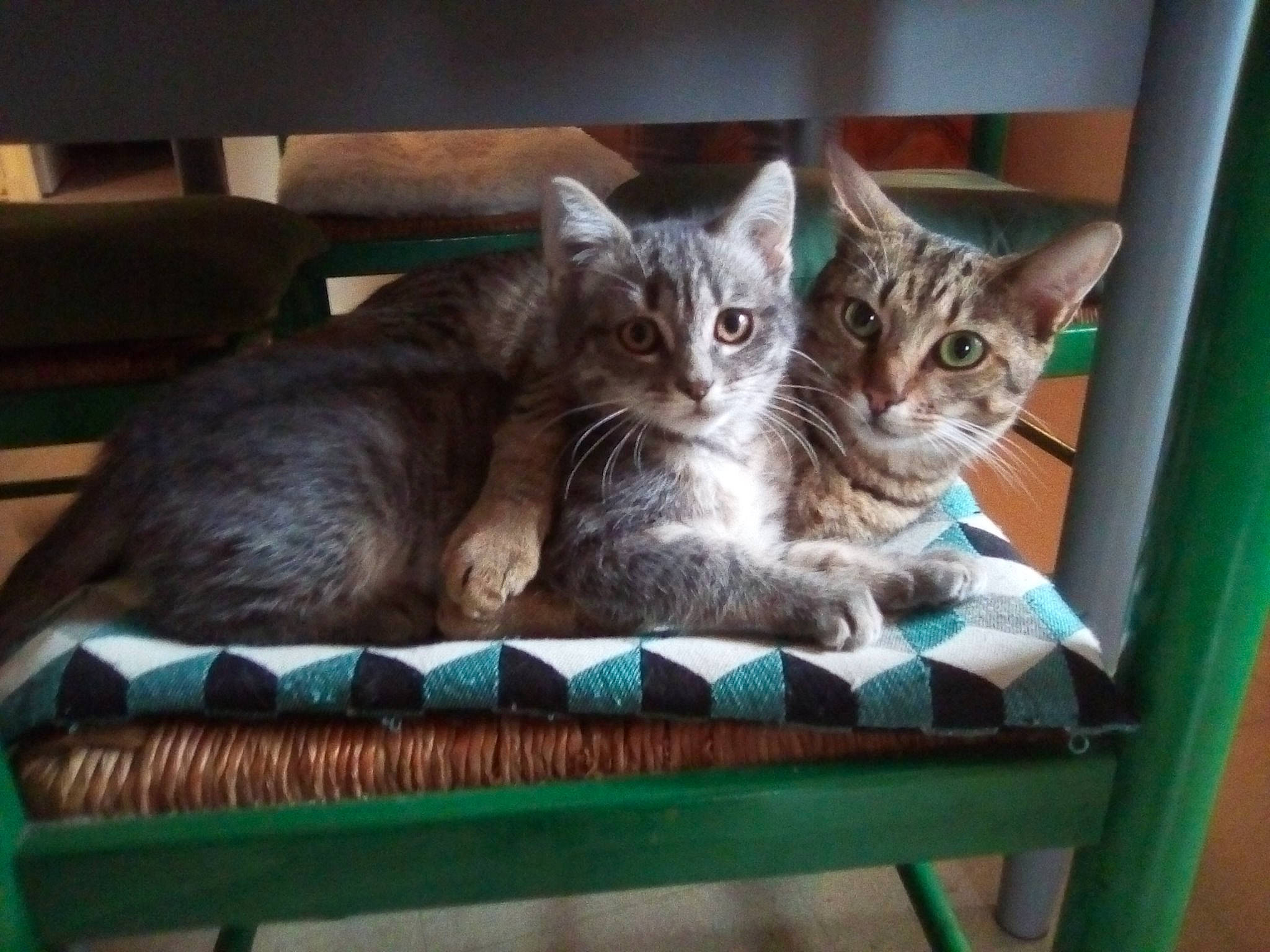 Arwen a rejoint le concours — aidez-le/la à gagner de superbes lots ! aegean_cat, american_shorthair, asian, australian_mist, carnivore, cat, domestic_short_haired_cat, dragon_li, european_shorthair, fawn, felidae, kitten, mammal, ocicat, pixie_bob, polydactyl_cat, small_to_medium_sized_cats, tabby_cat, vertebrate, whiskers